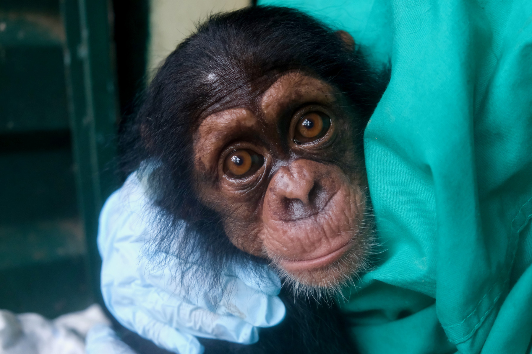 Baby chimp